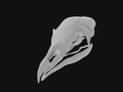 Turkey skull 3D model
