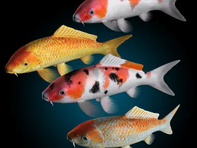 Koi Fish 3D model order
