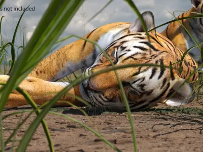 Tiger Cub Sleeping 3D model