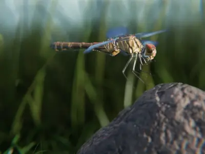 dragonfly 3D model buy