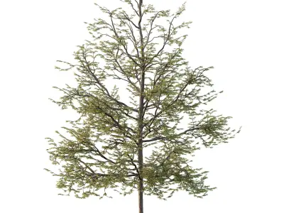 Mountain Ash Tree 10 3D model