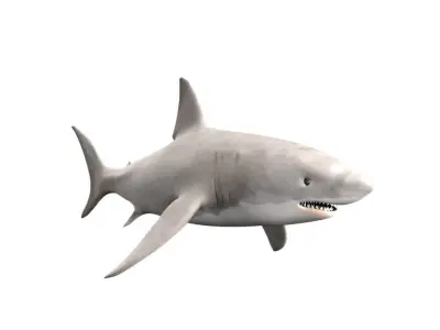 Shark Fish 3D model