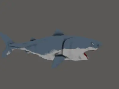 Shark 3D model 15
