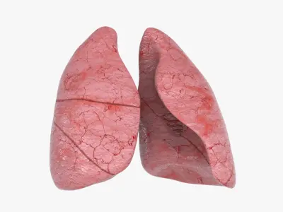  Lungs 