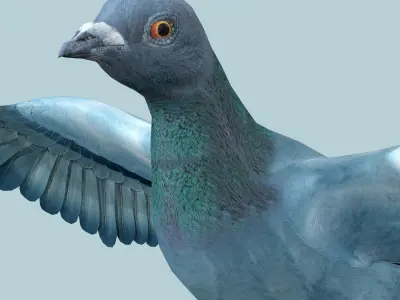 Pigeon Low-poly 3D model shop
