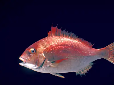 Red Eagle Fish Low-poly 3D model
