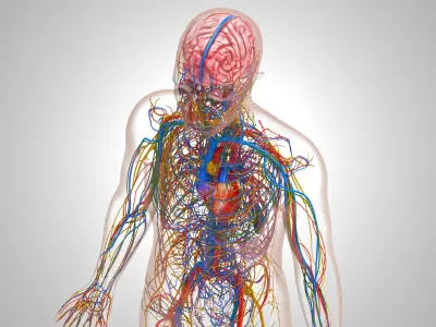 Cardiovascular lymphatic nervous System 3D model