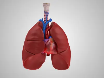  Human Lungs and Heart 