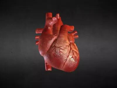 body part heart 3D model
