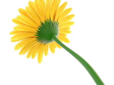  Gerbera 1 