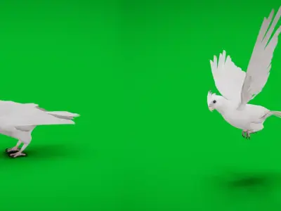 Cockatiel Parrot Bird Low-poly 3D model