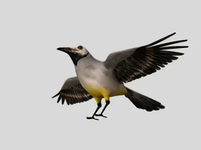 wagtail bird 3d model 3D model