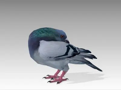 Pigeon Low-poly 3D model 3