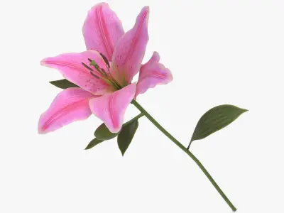 Lilium - Pink 3D model