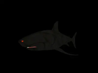 Shark Low-poly 3D model 6