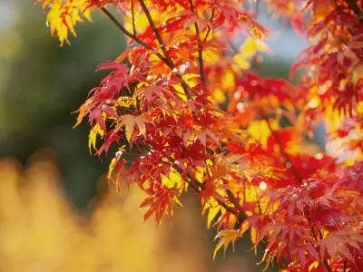 Japanese plants - Include GrowFX and Mesh file 