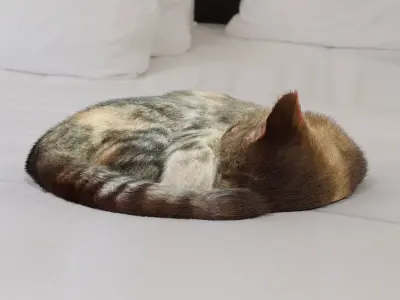 Cat sleeping Low-poly 3D model