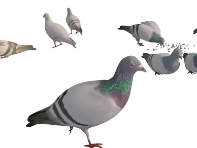 Animated White Dove  Low-poly 3D model