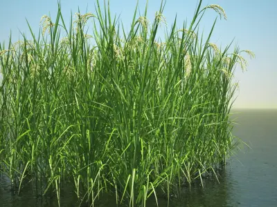 Asian Rice Field 3D model