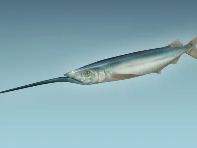 Ballyhoo Fish 3D model
