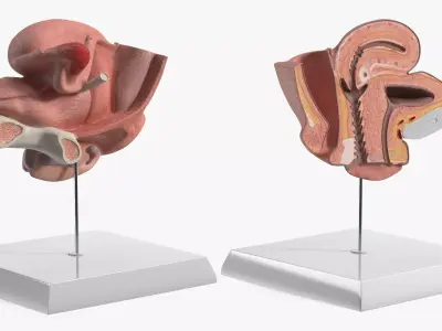 Female Reprod System Anatomical Model Sagittal Section on Stand 3D model