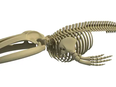 Shark and Blue Whale Skeletons 3D model