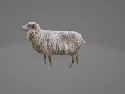 Animated Sheep 3D model