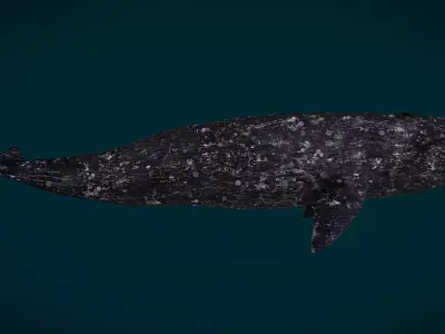 Gray Whale Animated Low-poly 3D model