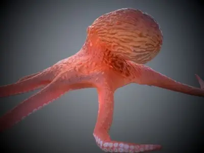 Octopus 3D model 2
