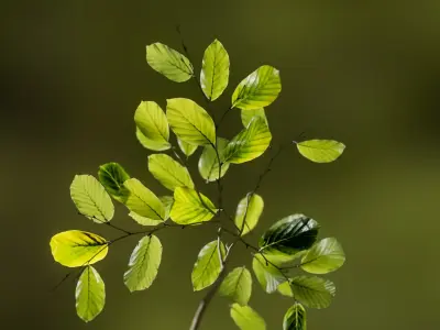 European Beech 01 3D Scanned Animated 3D model