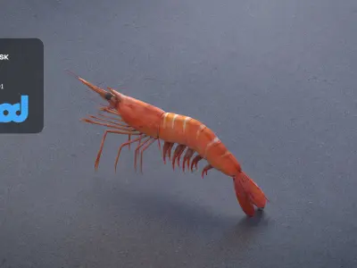 Cooked Shrimp 3D model