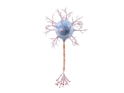  Neuron 