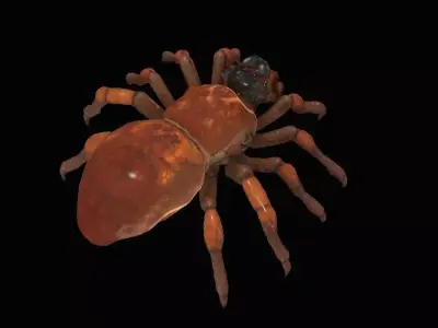 Spider 3D model 13
