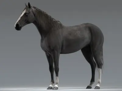 Horse Black Rigged 3D model