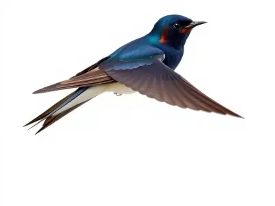 Vibrant Swallow model pack Low-poly 3D model