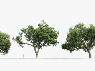 Quercus ilex Holm oak 3D model