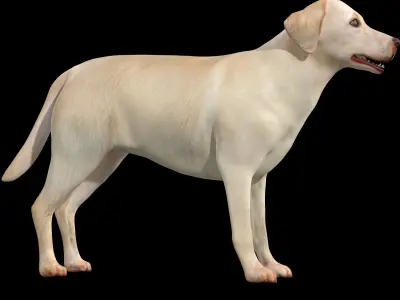 Labrador Retriever Dog 3D model purchase