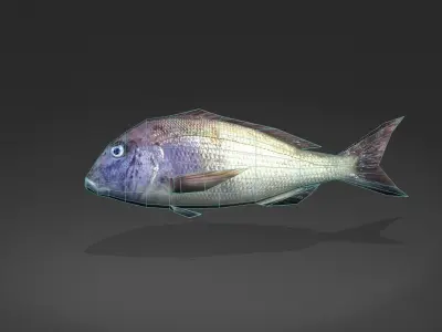 Steenbras fish Low-poly 3D model