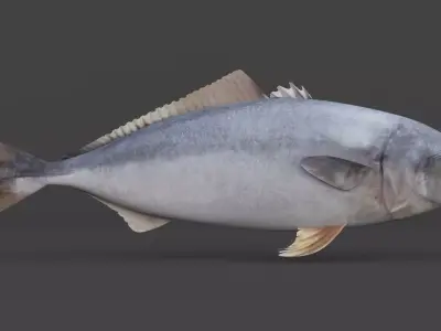 Tuna Fish 3D model
