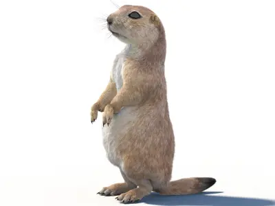 Rigged Prairie Dog with Fur 3D model