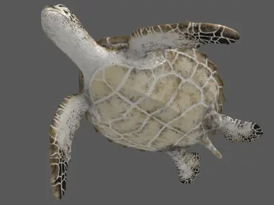  Green Sea Turtle RIgged 