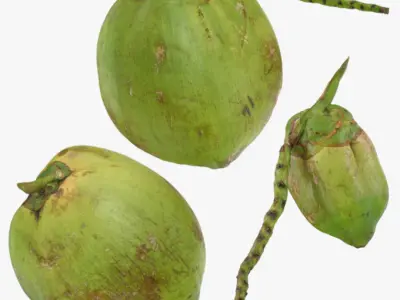 Green Coconut Collection 2 3D model