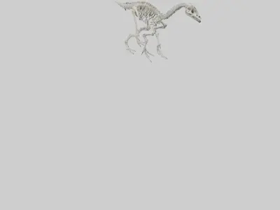 Brachiosaurus Skeleton model Low-poly 3D model