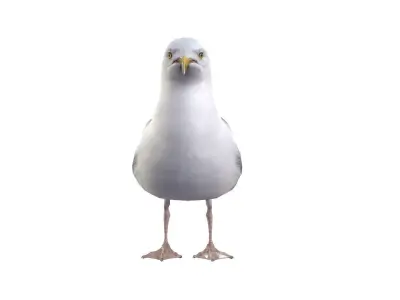 Seagull 3D model buy