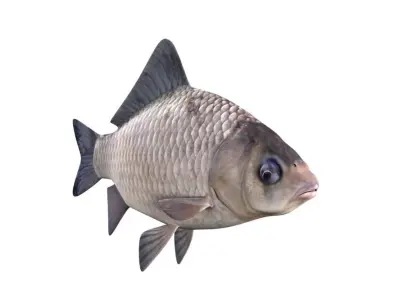 Crucian Carp Carassius Carassius Fish 3D model