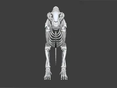 Lion skeleton 3D model