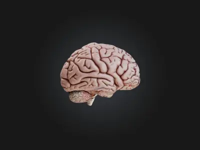 brain Low-poly 3D model