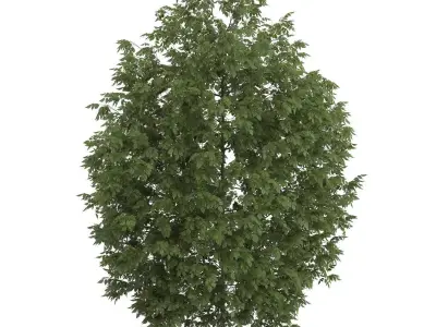 Hackberry Tree Prunus padus 3D model