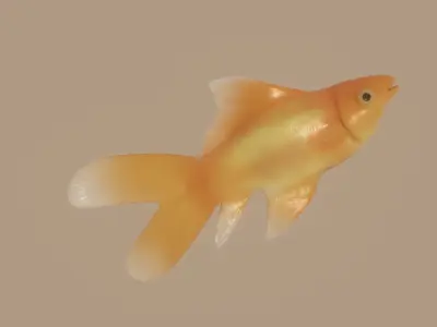 Goldfish 3D model get