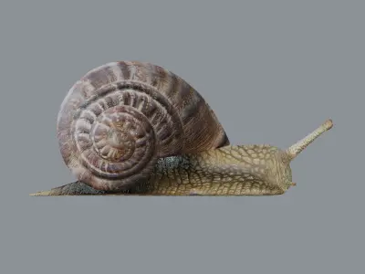 Snail 3D model 2